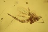 Detailed Fossil Aphid, Ant, and Fly in Baltic Amber #234511-1